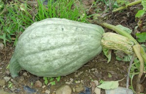 Blue-hubbarb-Squash